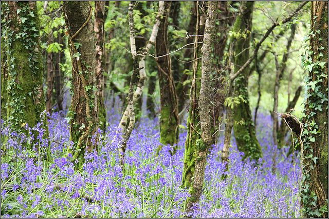 Bluebell Woods