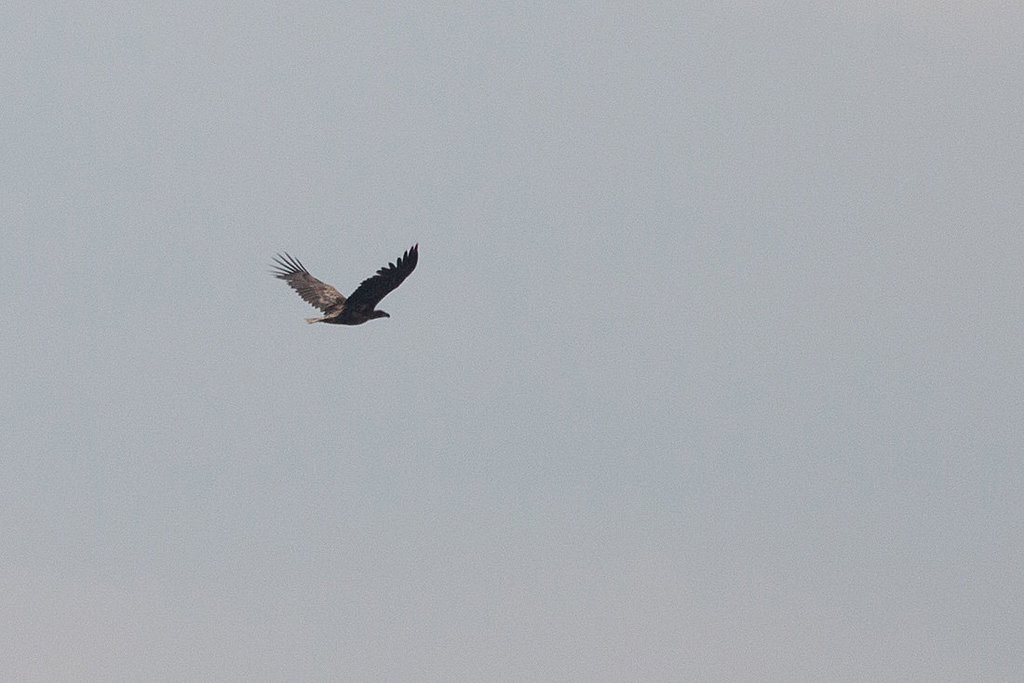 20140505 2738VRTw [D~HVL] Seeadler, Gülper See, Süd-Ost-Ufer, Prietzen