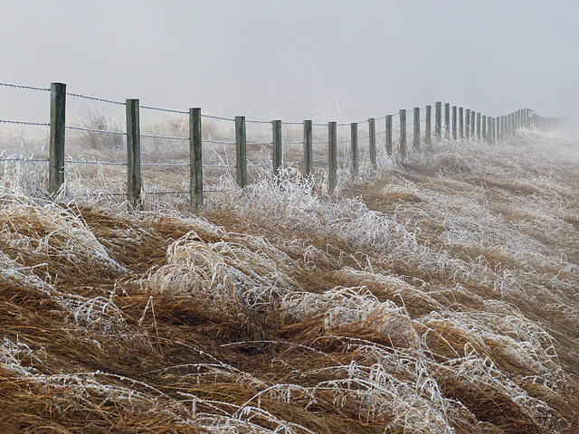 Fog is not good for birding