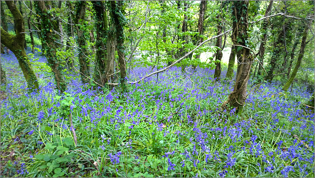 Bluebell Woods