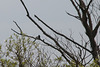 20140505 2729VRTw [D~HVL] Nebelkrähe (Corvus cornix), Gülper See, Süd-Ost-Ufer, Prietzen