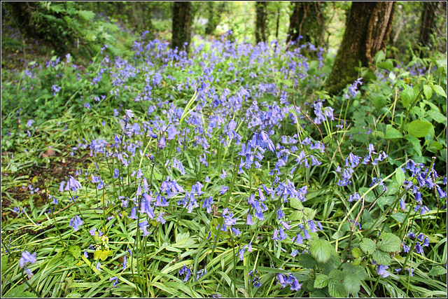 Bluebell Woods