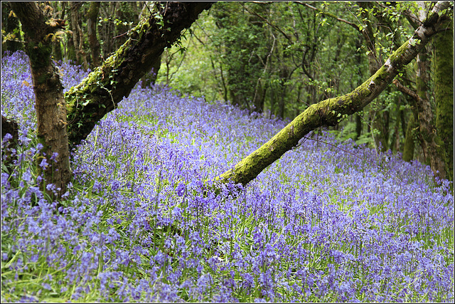 Bluebell Woods