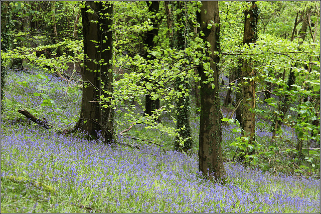 Bluebell Woods