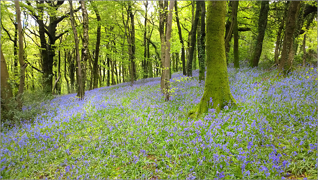 Bluebell Woods