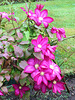 Clematis in bloom