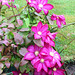 Clematis in bloom