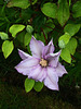 Clematis in bloom