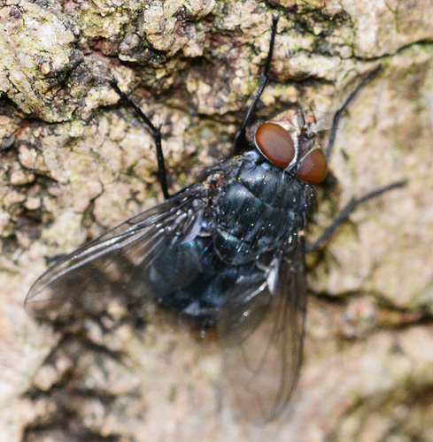 Bluebottle