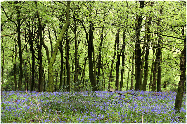 Bluebell Woods