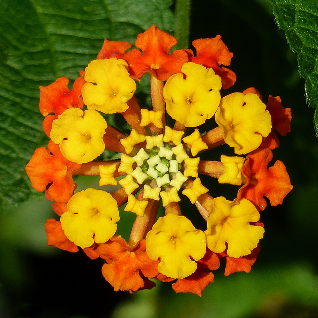 Changing colours of Lantana