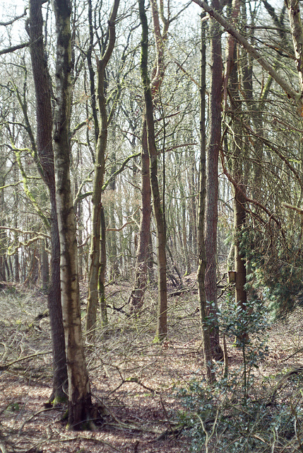 Nestbox