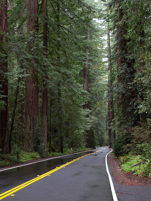 US 101 Avenue of the Giants (1643)