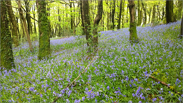 Bluebell Woods