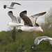 Gulls in flight