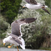 Gulls in flight