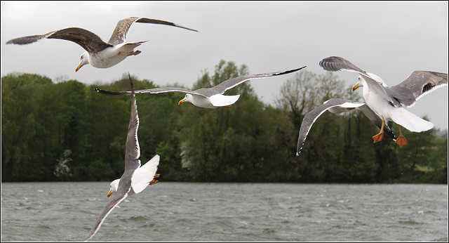 Gulls in flight