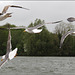 Gulls in flight