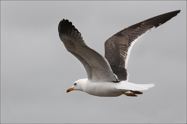 Gull in flight