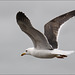 Gull in flight