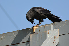 Jackdaw eating