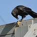 Jackdaw eating