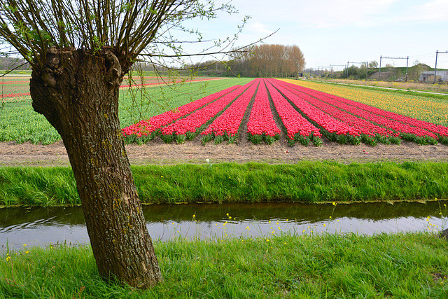 Tulip ﬁeld ﬁve days later