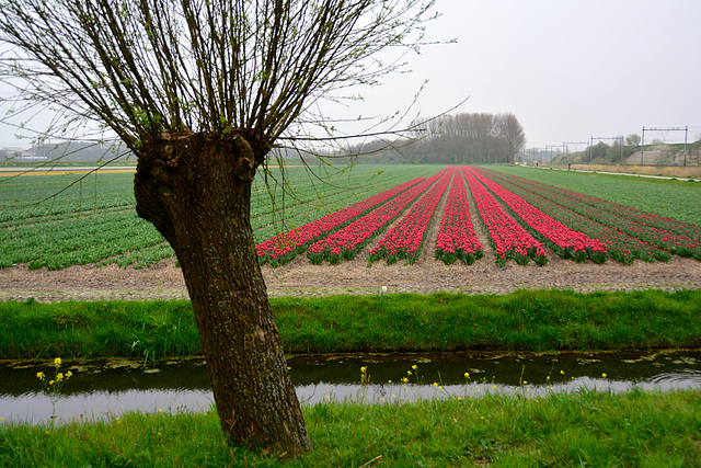 Tulip ﬁeld