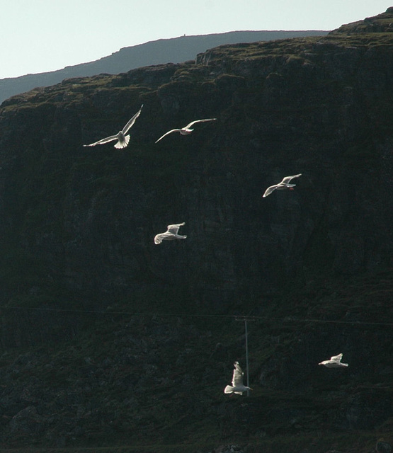 Gulls at Hammerfest