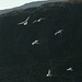 Gulls at Hammerfest