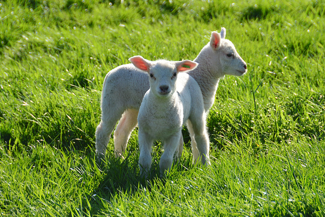 Lambs