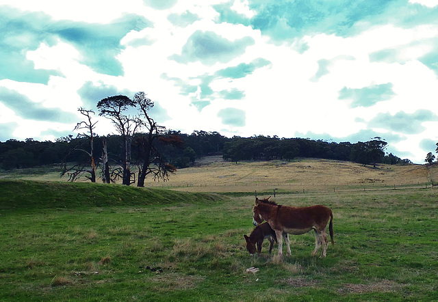 a day at Cremona Hillside