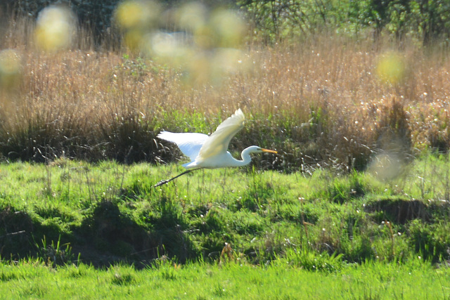 Great Egret