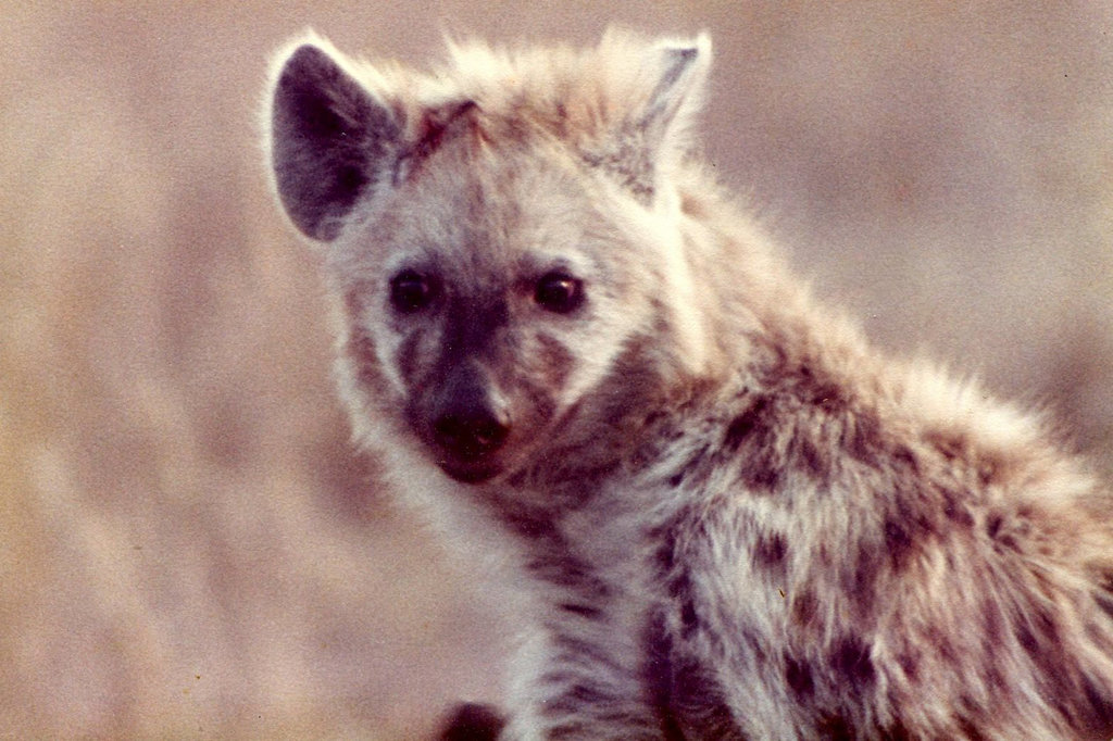 Kruger Park Hyena