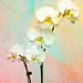 Phalaenopsis with French Kiss Texture 040114
