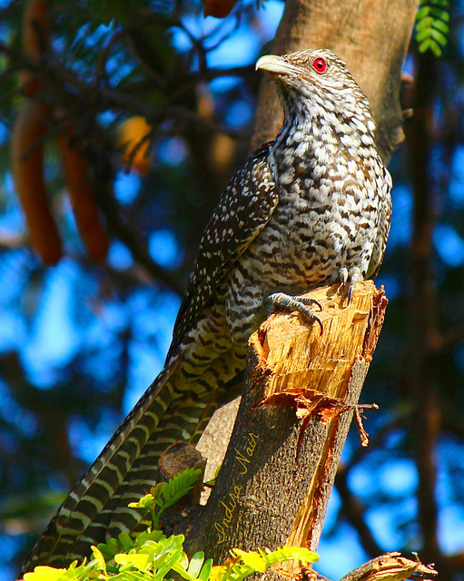 Asian Koel- female