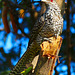 Asian Koel- female