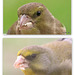 Now you know Greenfinches have eyebrows!