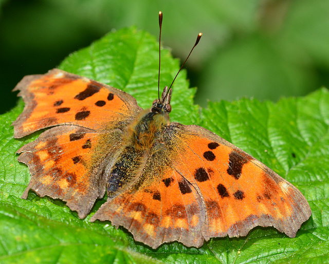 Comma, Polygonia c-album