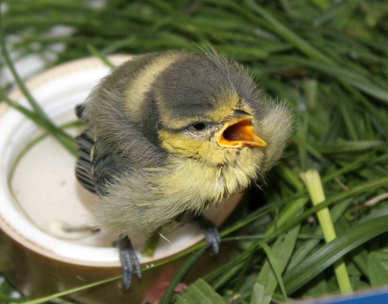 Blaumeise, vermutlich aus dem Nest gefallen