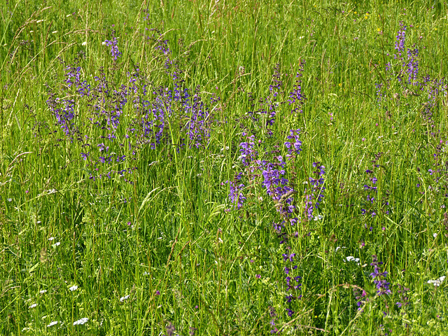 Wiesensalbei