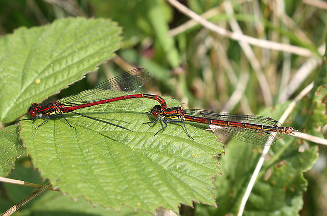 Large Red Damselfly