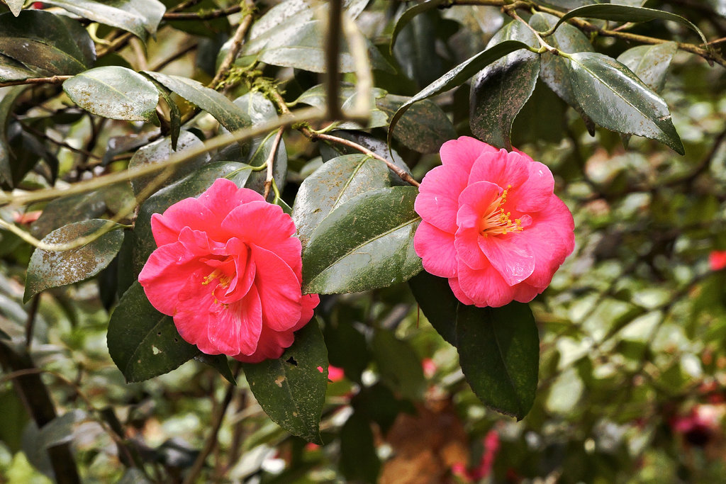 Twin Camelias – Japanese Garden, Portland, Oregon