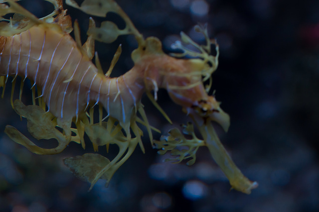 Leafy sea dragon