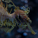 Leafy sea dragon