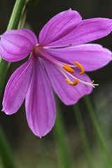 Olsynium douglasii