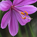 Olsynium douglasii