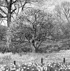 Prunus mume and narcissus