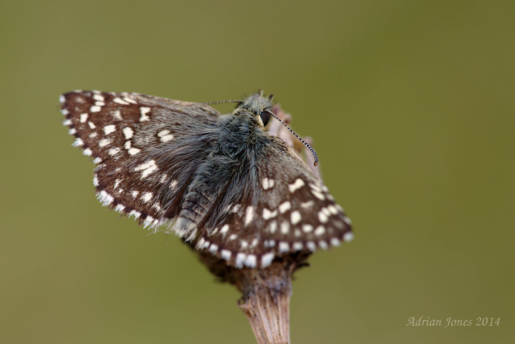 Grizzled Skipper (Pyrgus malvae)