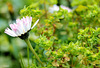 voici le printemps